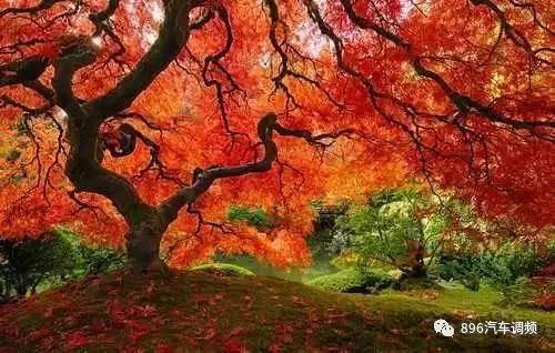 中國最 貴 的兩棵樹,一棵配有專門的警衛(wèi),一棵投保1個億