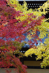 我的2018 漫宅日本紅楓行 東京 新宿 銀座 六本木 富士山 京都 宇治 奈良 大阪