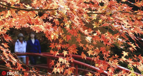 浪漫秋色關(guān)不住 日本岐阜紅楓滿園