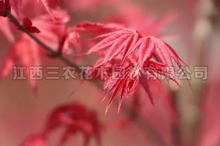 楓情萬種之日本紅楓紅舞姬