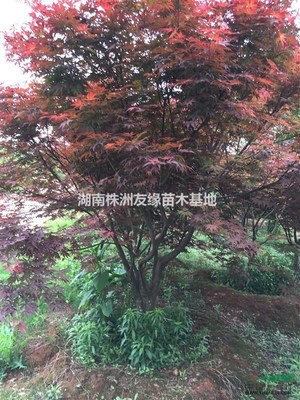 出售湖南紅楓、紅楓小苗、日本紅楓、美國紅楓、青楓、本地紅楓
