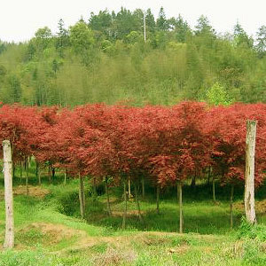 浙湖互愛彩葉花木園藝場 - 中國花木資訊網