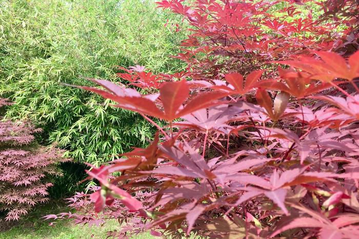 羽毛楓、日本紅楓的果實