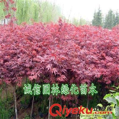 紅楓樹 紅楓樹苗 紅楓苗 紅楓盆景 日本紅楓樹 日本紅楓樹苗-沭陽縣誠信園林綠化苗木基地提供紅楓樹 紅楓樹苗 紅楓苗 紅楓盆景 日本紅楓樹 日本紅楓樹苗的相關介紹、產品、服務、圖片、價格沭陽縣誠信園林綠化苗木基地、喬木;苗木
