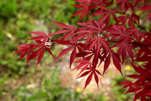 優惠券領取網站怎么制作搭建,該怎么做