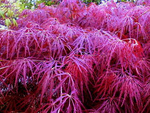 石榴紅羽毛楓日本紅楓苗紅羽毛楓包成活