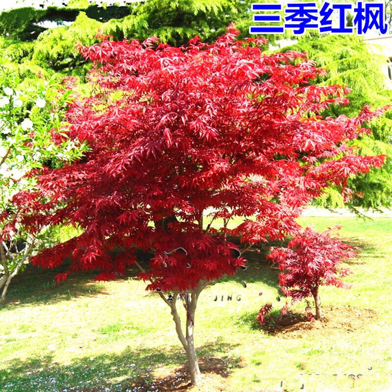 紅楓樹苗嫁接日本紅楓紅舞姬美國紅冠紅楓中國四.