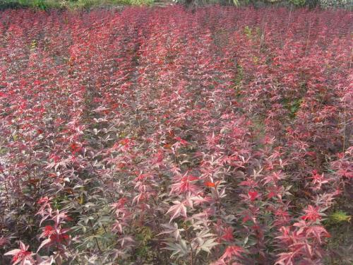 興化15公分紅楓有哪些,日本紅楓種植商