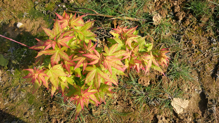 紅楓新品種日本紅楓,簡直是美爆啦!_其它_網