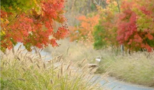 賞楓正當時,上海這些 楓 景美到窒息,超多免費