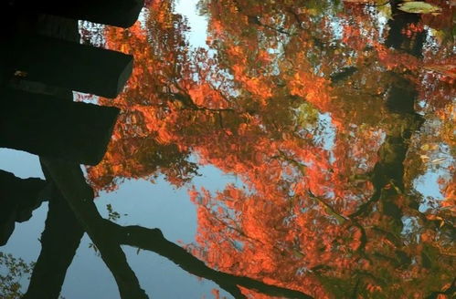 還搶日本紅楓季機票 喂,咱身邊這明朝古楓完全媲美