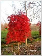 日本紅楓三季紅