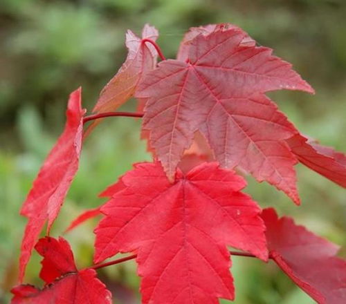 日本紅楓和美國紅楓的區(qū)別和特點