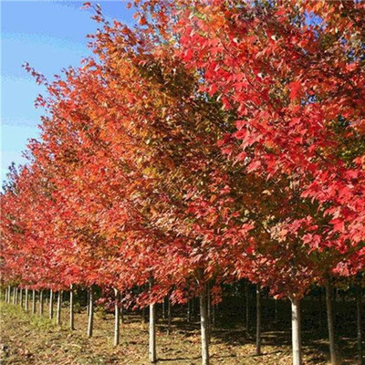 日本紅楓基地 日本紅楓價格 日本紅楓批發(fā)