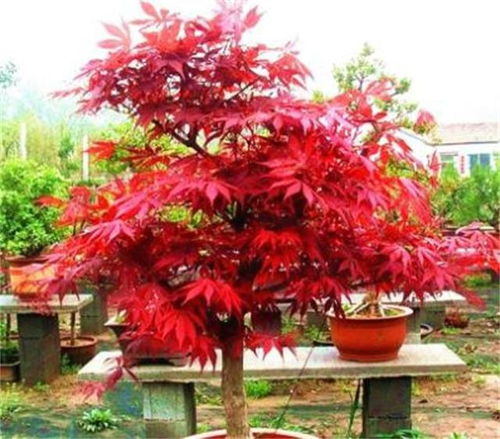 4種 樹(shù) ,寓意日子紅紅火火,客廳養(yǎng)1盆,家越來(lái)越興旺