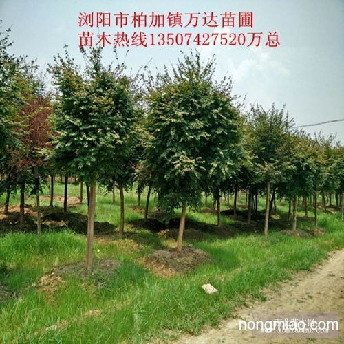 嫁接精品日本紅楓哪里較多 15公分移栽紅楓價格