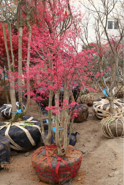 春意盎然,北京華源發花木市場走貨活躍