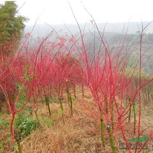 赤桿楓 日本紅楓盆景制作要注意哪些問題 紅楓盆景 紅楓供應