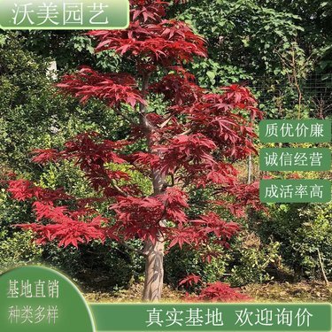 紅楓多少錢一棵