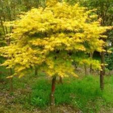 日本紅楓 赤金楓