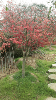 高度400厘米米徑10厘米地徑12厘米冠幅300厘米日本紅楓價格 圖片 行情 報價 中國花木網(wǎng)