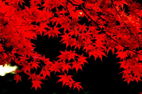 日本紅楓那一種張的 快 葉子那一種最好看 行家回答下