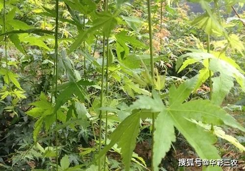 槭樹品種之日本紅楓流泉