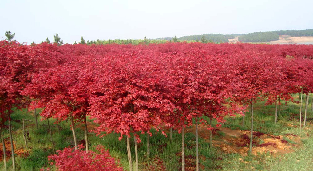 日本紅楓--主要品種(橙之夢、三季紅、紅舞姬)