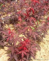 日本紅楓供應(yīng)信息-日本紅楓批發(fā)、日本紅楓價格、找日本紅楓產(chǎn)品上