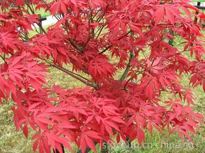 供應日本紅楓,日本紅楓紅舞姬,三季紅紅楓,日本紅楓基地