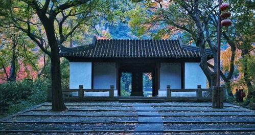 還搶日本紅楓季機票 喂,咱身邊這明朝古楓完全媲美