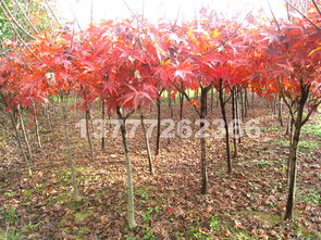 探尋紅楓之美 品種、市場(chǎng)與觀賞勝地全解析