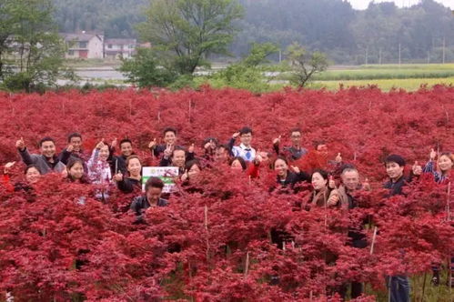 楓情萬(wàn)種之日本紅楓“紅舞姬” 一樹(shù)絢爛，舞動(dòng)秋色