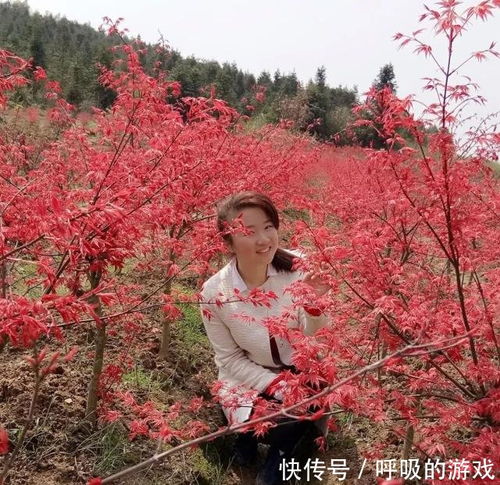 楓情萬(wàn)種之日本紅楓 紅舞姬的絢爛與雅韻