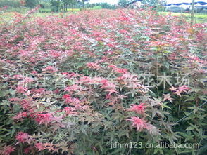 日本紅楓苗木選購與園林應(yīng)用指南