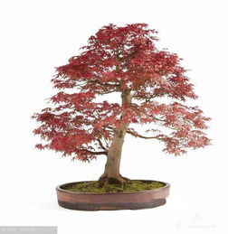 日本紅楓盆栽養護秘決 打造庭院中的四季詩畫