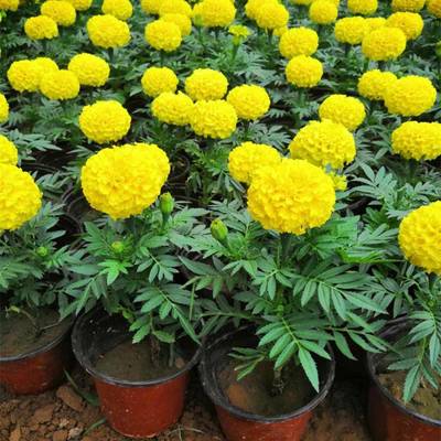 山東萬壽菊種植基地 優(yōu)質杯苗批發(fā)與盆苗供貨一站式服務